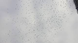 Cedar Waxwings In Flight [upl. by Plante]