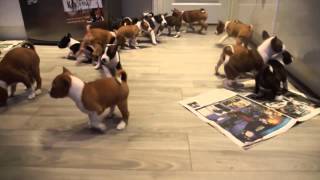 16 Basenji puppies will melt your heart [upl. by Aseeram]