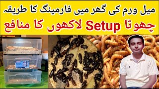 Mealworms Home Farming Complete Guide  Small Setup Millions Of Profits  Business At Home [upl. by Bolen]