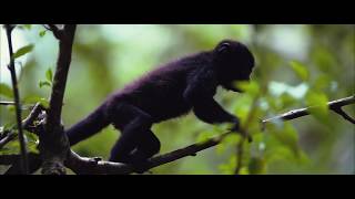 Fly thru Congo Bongo EcoVillage Manzanillo Costa Rica [upl. by Madeline864]