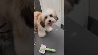 trim only havanese dog havanese havanese fbyシviral [upl. by Dayna]