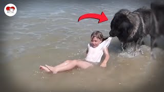 Unbelievable Dog Rescues Compilation [upl. by Oscar]