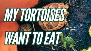 My tortoises want to eat greens  Shellys no their timings [upl. by Merril]