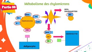 Biochimie  Métabolisme des lipides  Partie 0606  Les lipoprotéines [upl. by Thissa814]