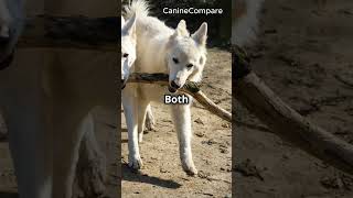 Canaan Dog vs Thai Ridgeback Ancient Breeds Showdown [upl. by Frydman343]