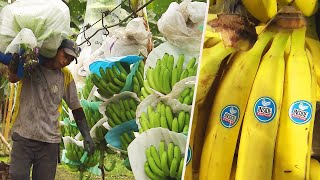 How Do Bananas Grow and End Up in the Store [upl. by Aarika]