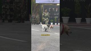 😳 Amazing Dog 🦮 Parade Suchetgarh Jammu 🔫 shorts [upl. by Cykana253]