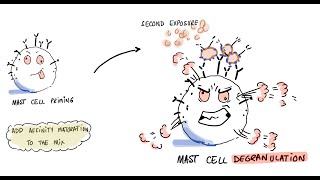 Vaccines Allergies and Polyethylene Glycol PEG [upl. by Anilegna808]