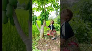 รถน้ำดกมากมะละกอ🤣 Give papaya juice Papayas are very plentiful haha funny shorts มะละกอ [upl. by Sirhc]