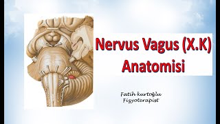 Nervus Vagus  Neuroanatomy  Nöroanatomi Konu Anlatımı 24 [upl. by Millda558]