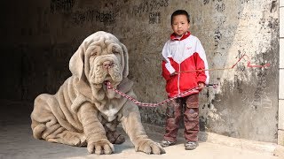 10 Best Dog Breeds For Children [upl. by Linson176]