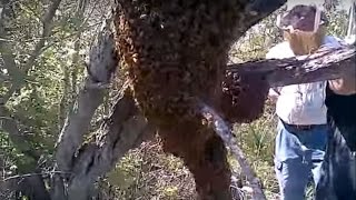 BEEKEEPING  HUGE Honey Bee Swarm FOOTAGE amp RETRIEVAL [upl. by Akilak]