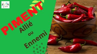 PIMENT  BIENFAITS VERTUS ET CONTREINDICATIONS II Bectherapy [upl. by Finstad]