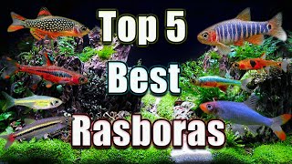 The Top 5 Best Rasboras in The WORLD [upl. by Eustasius417]