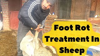 Treatment Of Foot Rot Disease In Sheep  Foot Rot In Sheep  Foot Rot and Hoof Trimming [upl. by Ecnadnak]