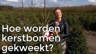 Doen Ze Dat Zo Hoe worden kerstbomen gekweekt  Het Klokhuis [upl. by Notserp634]