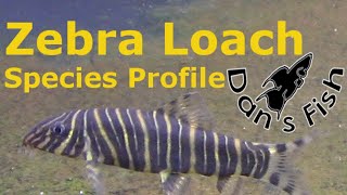 Zebra Loach  Species Profile [upl. by Oeak]