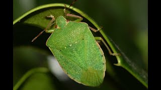 Liberarsi dalla cimice verde è possibile Ecco come basta poco  ULTIMI ARTICOLI [upl. by Ger178]