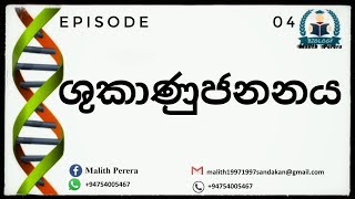 Spermatogenesis AL Biology MalithPereraBiology Sinhala Episode 04 [upl. by O'Neill515]