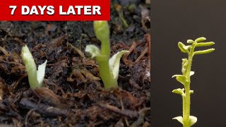 Watch a Dwarf Cow Peas Plant Grow From Seed  Time Lapse [upl. by Trevah]