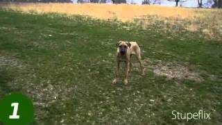 Ari Rhodesian Ridgeback running free [upl. by Alak]