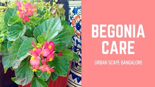 How to grow and care for the Begonia [upl. by Aleakim]