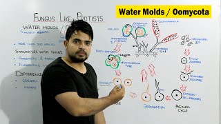 Water molds Oomycota  Fungus Like Protists  Chapter Protista and Fungi [upl. by Nisaj]