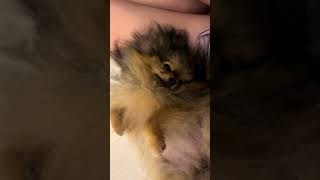 En rentrant de vacances voici mon état 😴 💤 louloudepomeranie pomeranian chien pom animaux [upl. by Peugia]