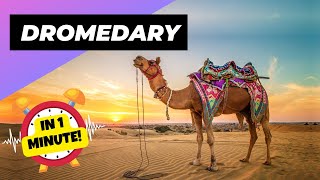 Dromedary  In 1 Minute 🐪 One Of The Tallest Animals In The World  1 Minute Animals [upl. by Rama]