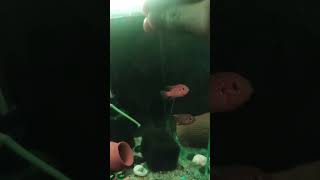 Cichlid fishaquarium fish aquascapenature jewelfishytshorts viralvideo [upl. by Chien]