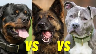 Doberman vs German Shepherd vs Rottweiler vs Pitbull [upl. by Ardena]