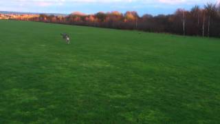 Saluki cross Lurcher running free [upl. by Desma]