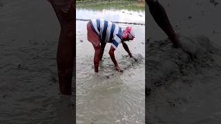 Levelling amp Sowing Paddy Seeds shorts [upl. by Wimsatt951]