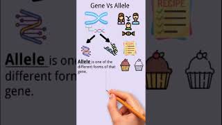 Difference between allele and gene genetics biotechnology [upl. by Aikin]