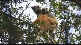 Madagascar  Sifakas and Indris [upl. by Scevo]