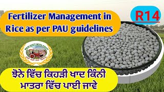 Dose of Fertilizers in Paddy Crop ਝੋਨੇ ਵਿੱਚ ਕਿਹੜੀ ਖਾਦ ਕਿੰਨੀ ਮਾਤਰਾ ਵਿੱਚ Shergill Markhai [upl. by Haridan]