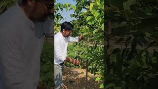 Mahogany 8320508594farming chandan farming agriculture indianfarmer farmer kisan mahogany [upl. by Reel654]