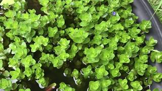 Growing Bacopa [upl. by Payne]