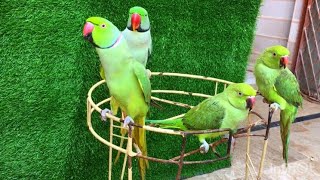 Ringneck talking parrots Natural Sounds video parrot talkingparrot birds greenparrot [upl. by Anasiul]