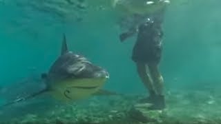 Swimming with Bull Sharks  CAUTION  Smart Sharks  BBC Earth [upl. by Ardnuek]