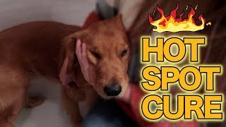 HOT SPOT TREATMENT  HOME REMEDY  Dog Advice [upl. by Silvanus]