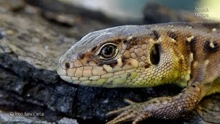 Sand lizard Lacerta agilis  Life on the tree  Animalia Kingdom Show [upl. by Dranoc]