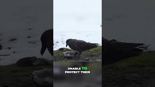 Giant Petrels shortsviral animals shortsanimals shorts [upl. by Carlo]