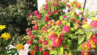 Lantana ko Winters mein kese Grow kare [upl. by Parnell28]