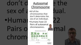 Autosomal vs Sex Chromosomes [upl. by Clift385]