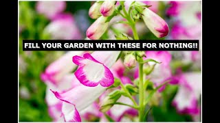 How to take cuttings of Penstemon and fill your garden with colour [upl. by Mahgem16]