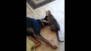 2lb Bengal Vs 85lb Hoytt Doberman v1MOV [upl. by Spenser]