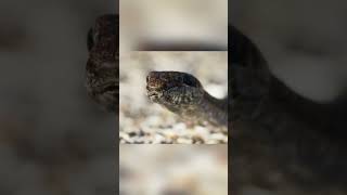 Iguana escapes from snakes [upl. by Hamirak]