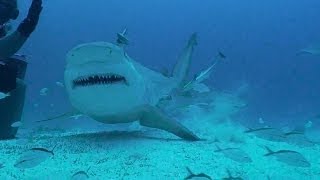 Bull Sharks of Playa Del Carmen MX with Phantom Divers [upl. by Nnel]