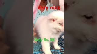 very cute German Spitz only at Rs 5KKolkata pet marketGaliff Street recent dog price update [upl. by Neevan]